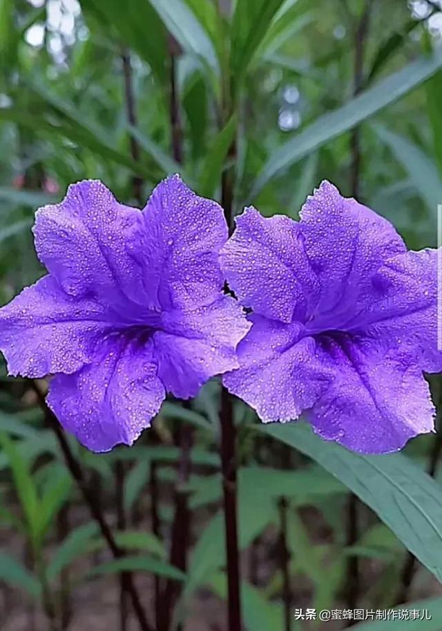 精美高清鲜花壁纸，漂亮鲜花送给您