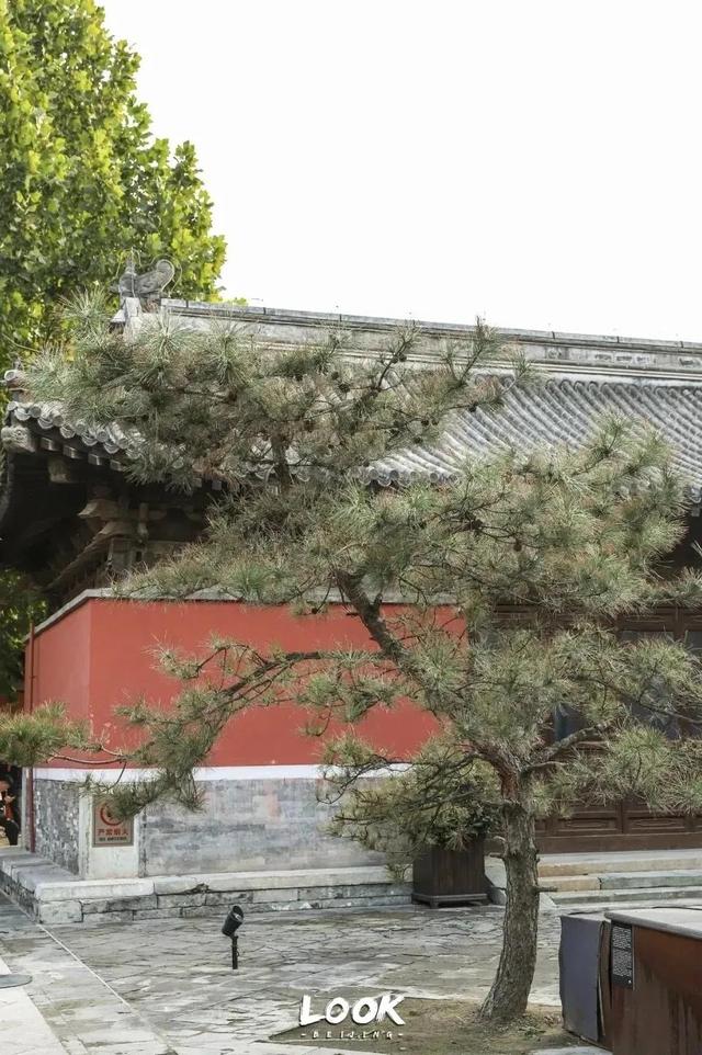 北京周末好去处市区，周末打卡好去处-白塔寺