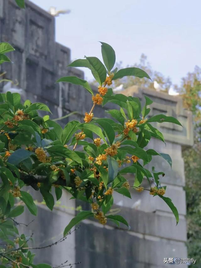 南京初秋7个赏桂花打卡地，南京赏桂花