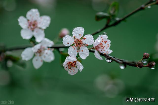 春夜喜雨的古诗，春夜喜雨的八句诗（杜甫的《春夜喜雨》）