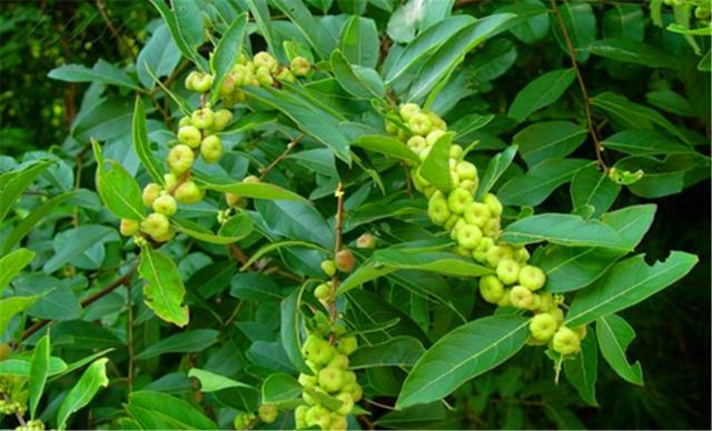 有一种野果叫珍珠果，人称“吉祥果”