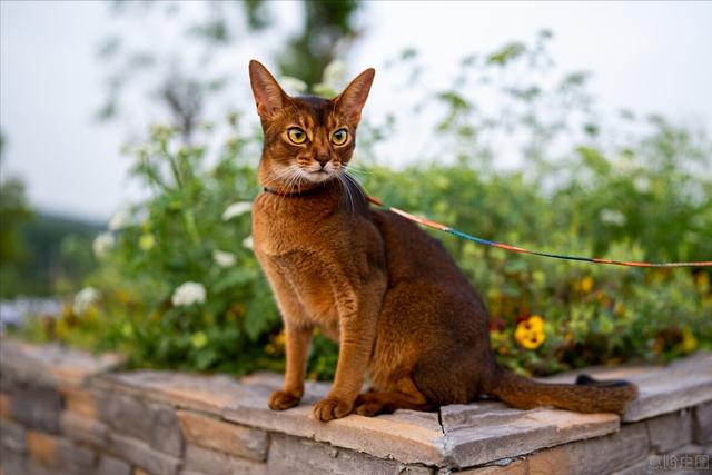 猫界最通人性的6种猫，最“通人性”的几种猫