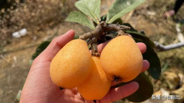 同样是大五星枇杷，四川米易枇杷几月成熟