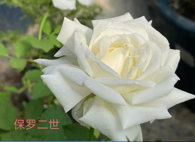 切花月季哪几个品种比较好，常见切花月季一览