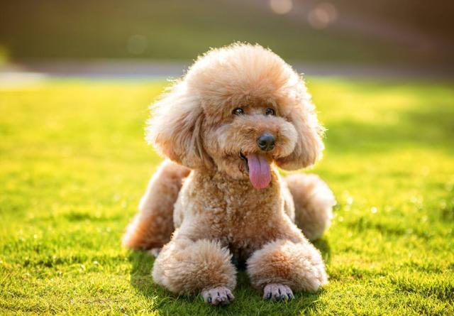 世界上最聪明的狗狗十大排名，盘点那些聪明的狗狗