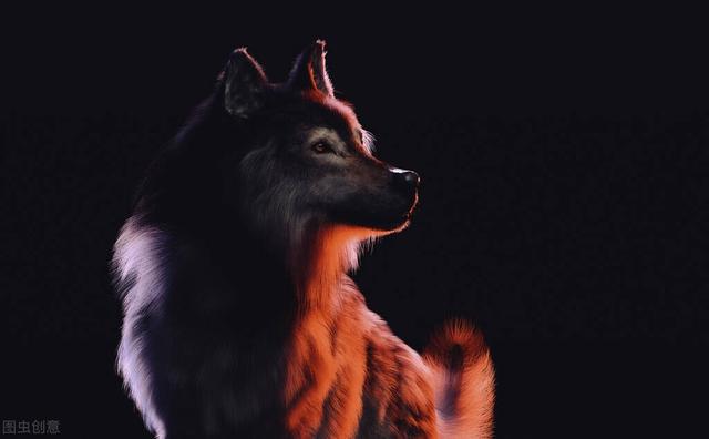 狼群最怕什么，为什么说狗怕一摸