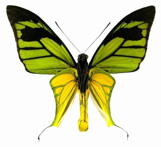 世界八大名贵蝴蝶，世界十大名贵蝴蝶