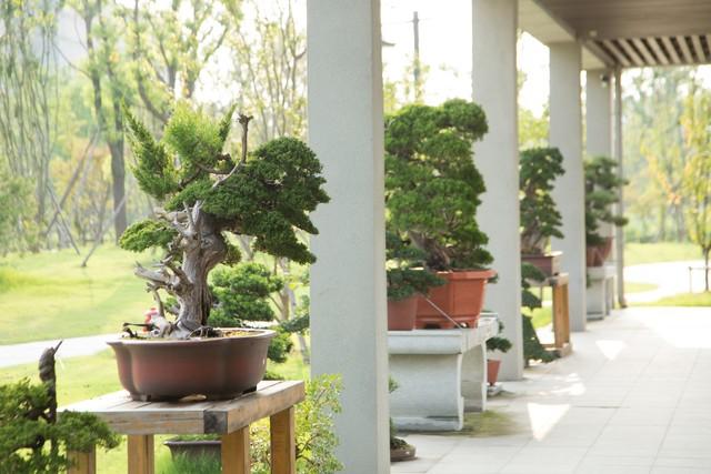 2米高罗汉松价格多少，2米高罗汉松价目表