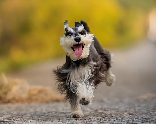 雪纳瑞怎么好养，主人做好这7点