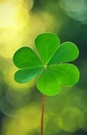 三叶草的根部能不能吃，我吃过三叶草的根