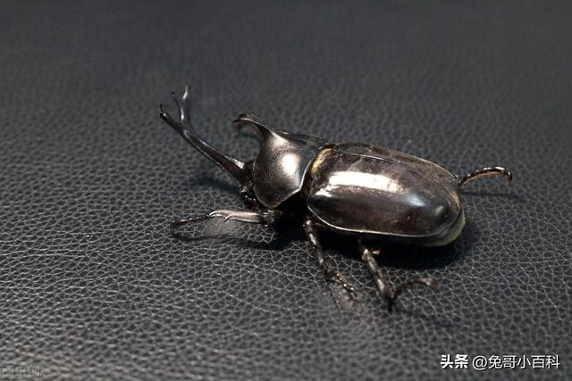 寿命最长的甲虫，最强昆虫（甲虫家族（扛过漫长岁月却败在“人类之手”）