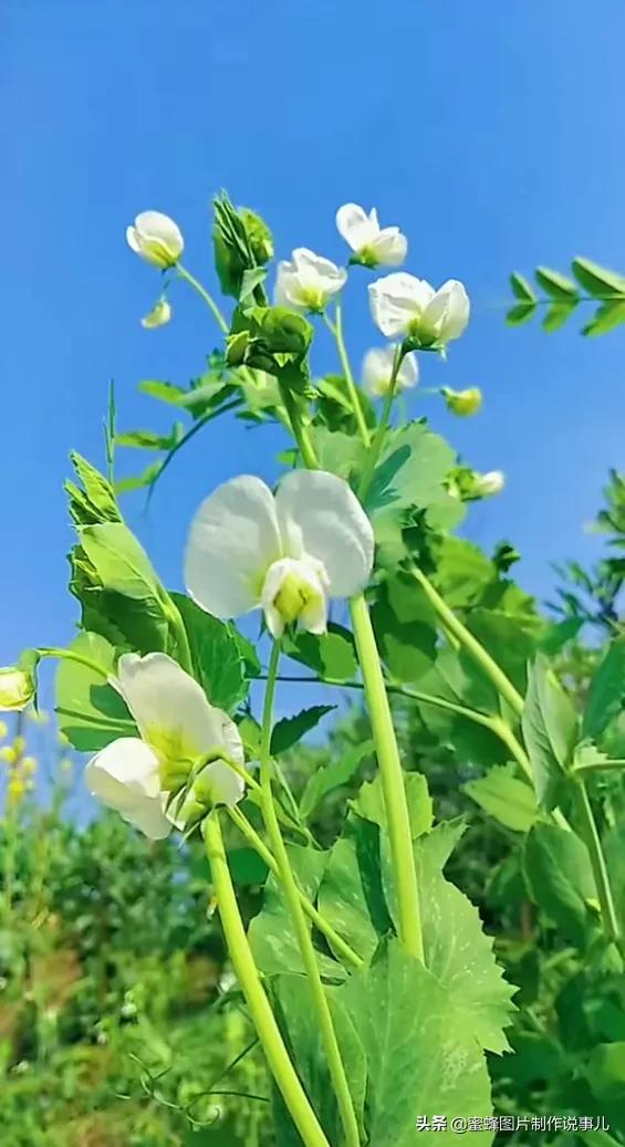 一束鲜花一份温馨一种愉悦，一束鲜花一个春天