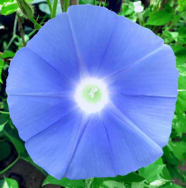 做梦也没想到牵牛花能开成这个样子，斗牛牛心脏（周公解梦：梦见这四种花草）