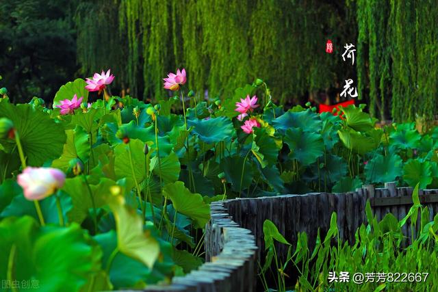 先行其言而后从之，先行其言而后从之（老子最精辟的十句话）