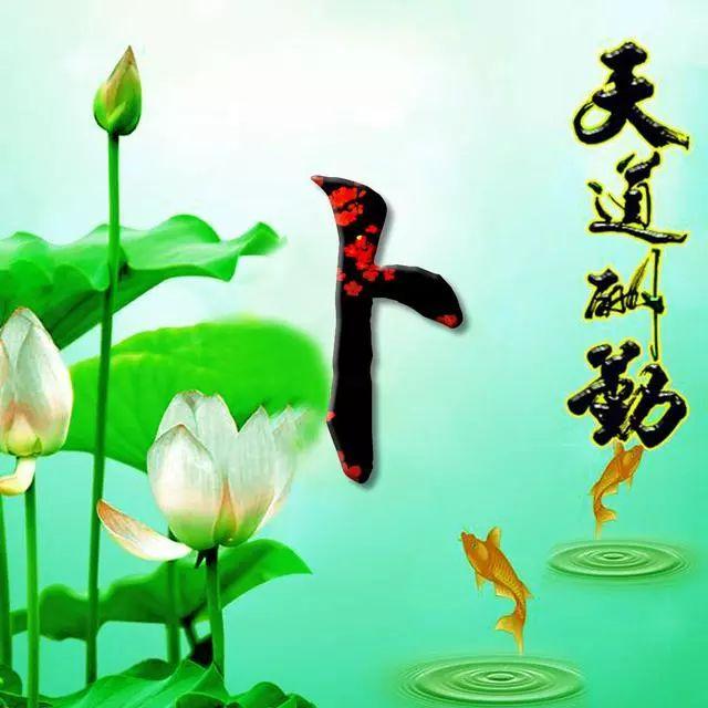 荷花头像图片大全，荷花头像高清图