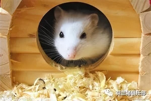 仓鼠的木屑多久换一次，仓鼠垫料要多久换一次（仓鼠需要多久换一次木屑）