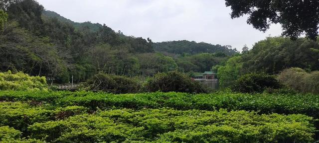 夏诗词飞花令，学生时代必背古诗词大全