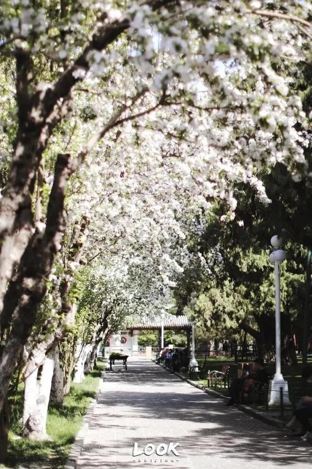 北京周末好去处市区，周末打卡好去处-白塔寺