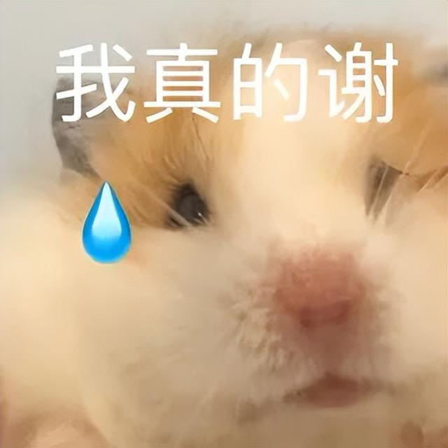 小仓鼠动态迷你表情包，变形脸仓鼠可爱老鼠
