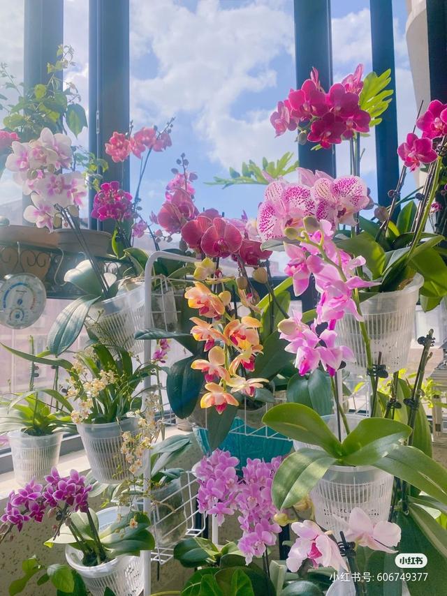 十大最贵最美兰花，绝美兰花50幅