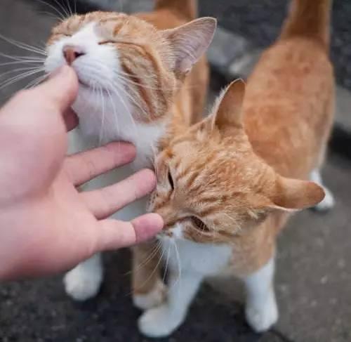 猫舔人是什么意思，猫咪为什么爱舔人（是在向你“暗示”这些事）