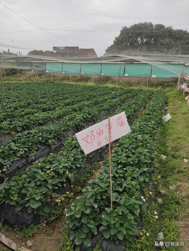 鲤子湖游记，嬉子湖半日游