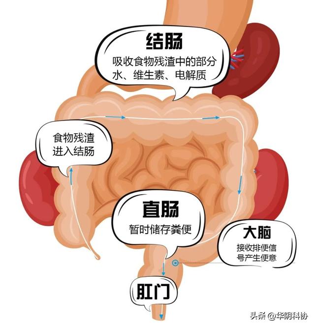 香蕉能治便秘吗怎样才能改善便秘，真正缓解便秘的水果是什么