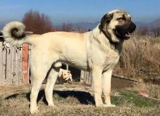 世界最大斗牛犬，世界上最大的斗牛犬是哪个品种（该狗重150斤）