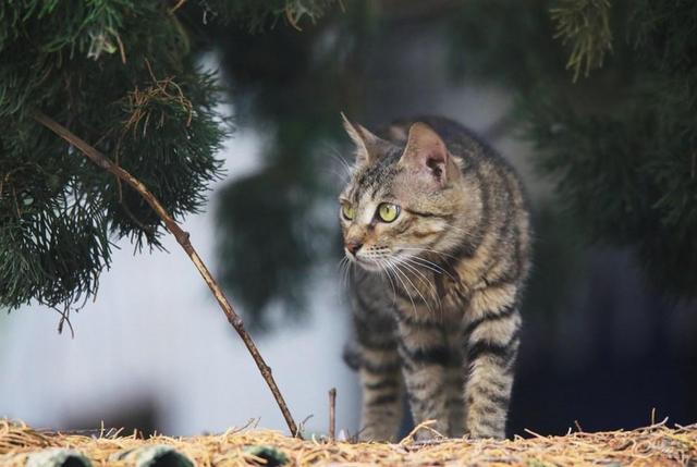 不建议养的10种猫无毛猫，这些猫很“可怕”