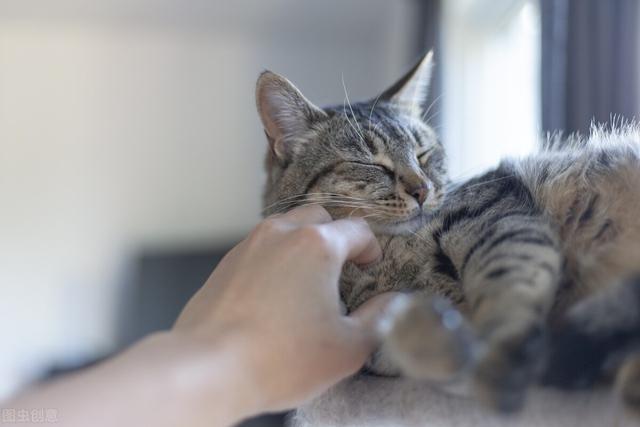 猫咪出现应激反应会有哪些现象，在什么情况下猫会出现应激反应