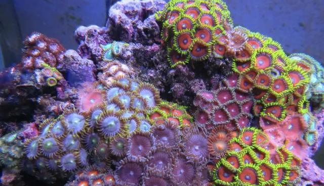 海缸新手教程，海缸入门介绍