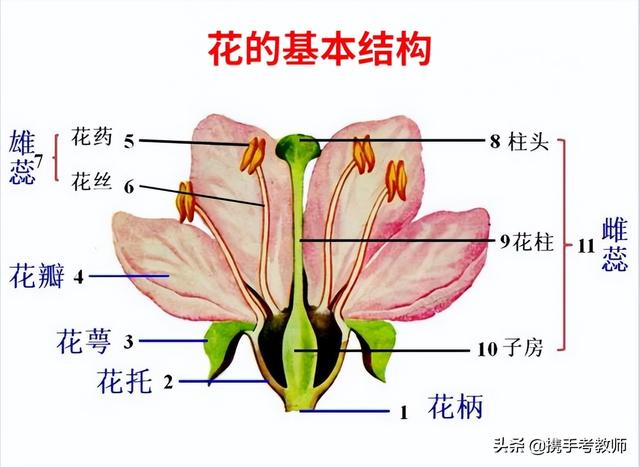 初中生物花的解剖图，初中生物《花的结构》试讲教案