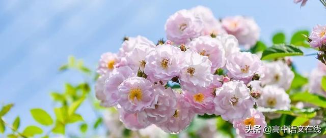 唯美古诗词句子，52句意境唯美古诗词（30句唯美诗词：总有一句诗）