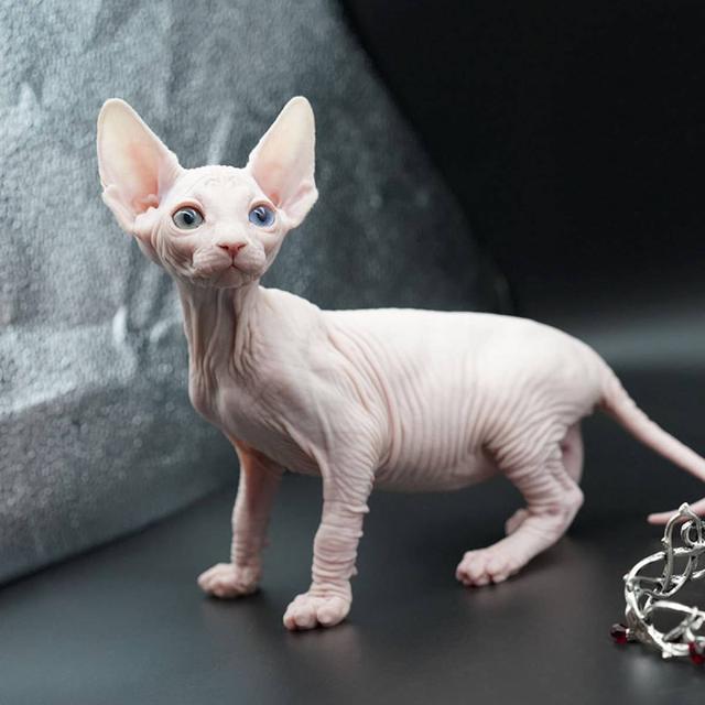 一般的猫咪寿命多少年，虽然猫会先于主人而去