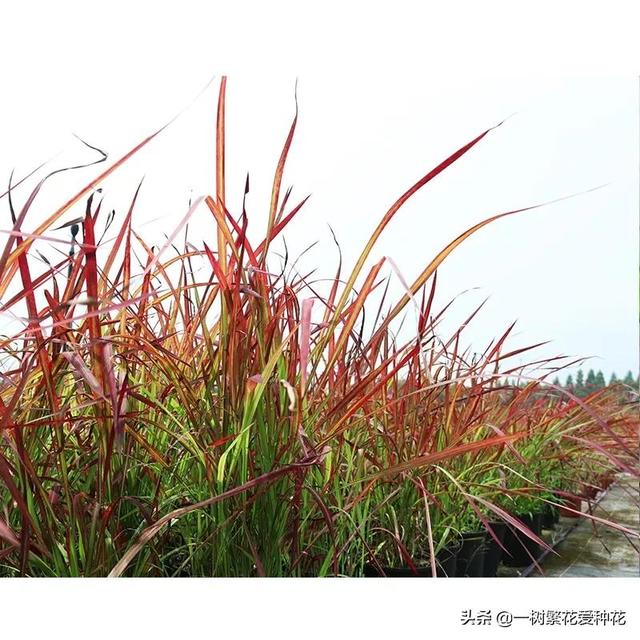 适合庭院养的草花，25种观赏草观叶赏花