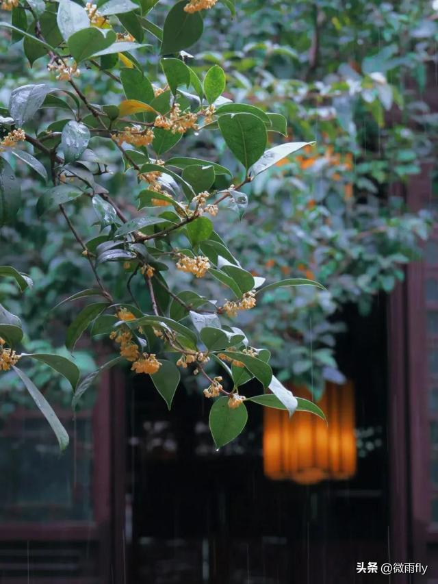 南京初秋7个赏桂花打卡地，南京赏桂花