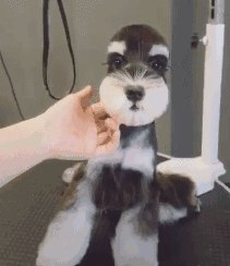 雪纳瑞怎么好养，主人做好这7点