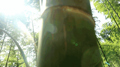 每日禅语人生感悟，50句智慧禅语人生无常