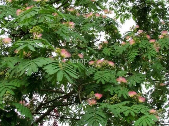 花落草木葳蕤，唯美，花开有声，花落有语