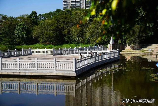 江南公园黄花风铃木陆续绽放，品悟江南 ， 醉看江南风铃美