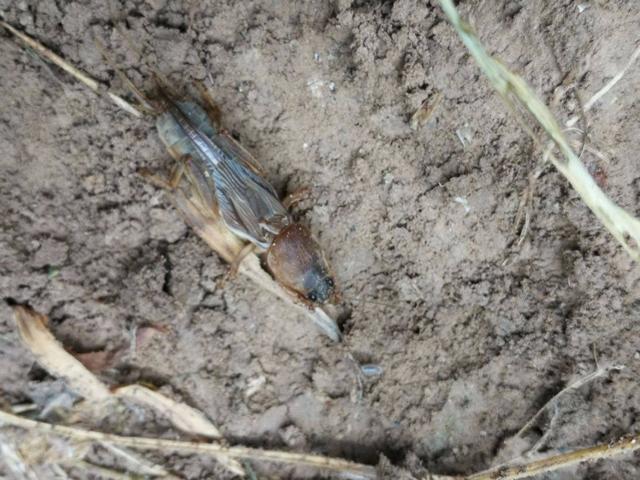 最正宗的农村土狗，10块钱买了只小土狗