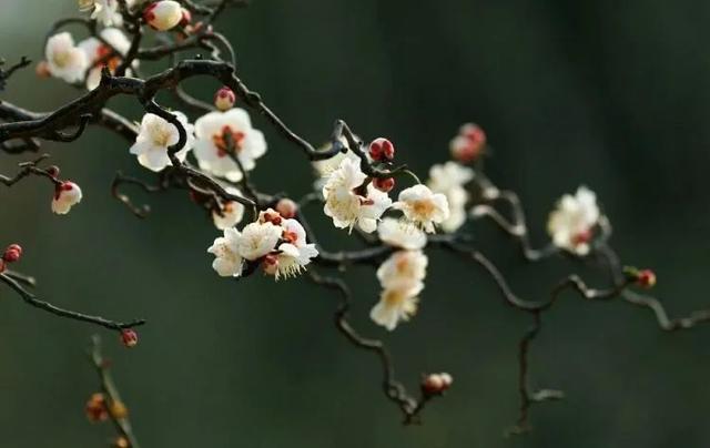 什么梅花品种好，梅花哪个品种比较好看