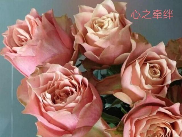 切花月季哪几个品种比较好，常见切花月季一览