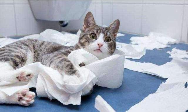 猫咪讨厌你的表现，若猫咪对你有这几种表现（如何判断猫咪对你的态度）