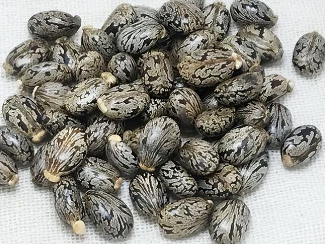 农村产生的八种野果，如果你家在农村