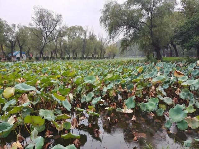 寄友田园生活赋诗句，五律.祝友人构田园