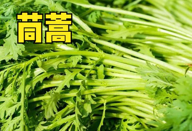 现在适合种什么菜，现在这个季节种植什么蔬菜最好（这10种蔬菜可以种植）