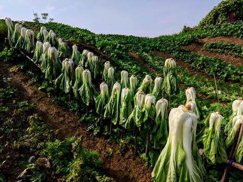 干菜怎么做好吃，农村晒干的菜怎样炒才好吃