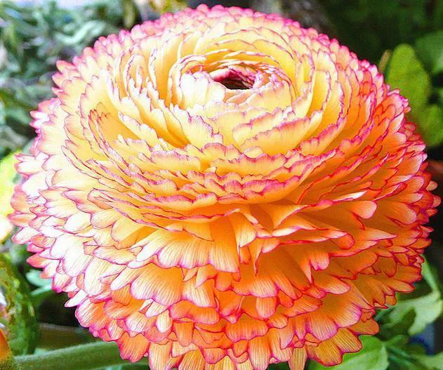 各种最好看的鲜花，分享40多种美丽的鲜花