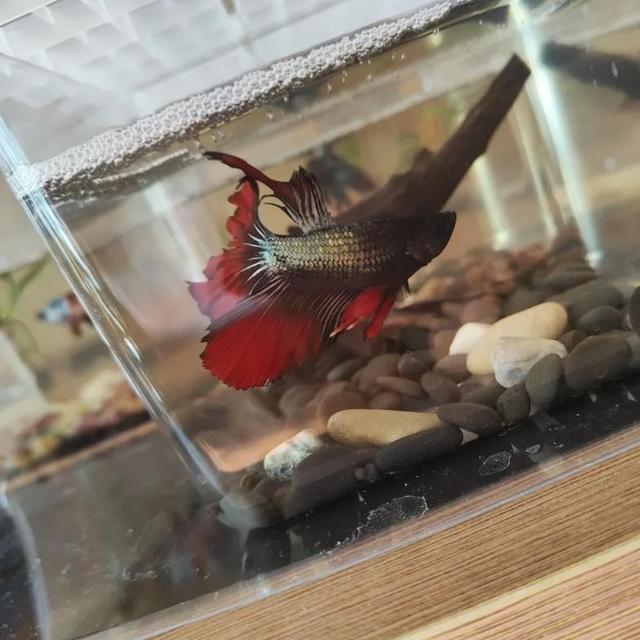 斗鱼怎么养才厉害，斗鱼新手入坑实用指南